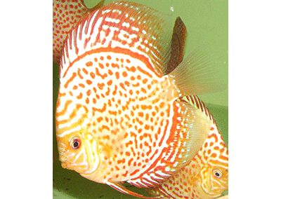 Albino-Yello-Leopard-at--jack-wattley-discus