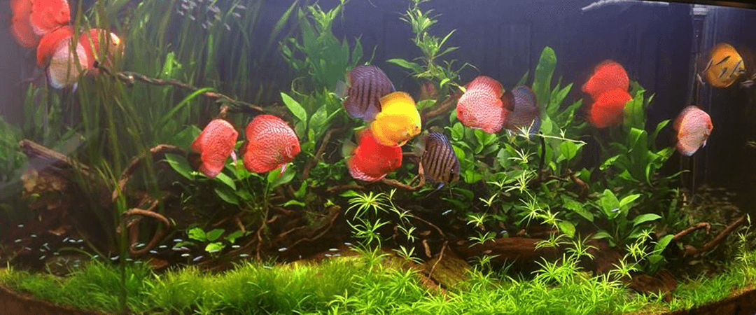 discus fish wattley discus