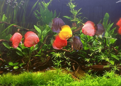 discus fish wattley discus