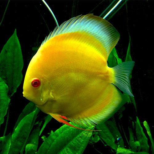 albino-yellow-crystal-at-wattley-discus