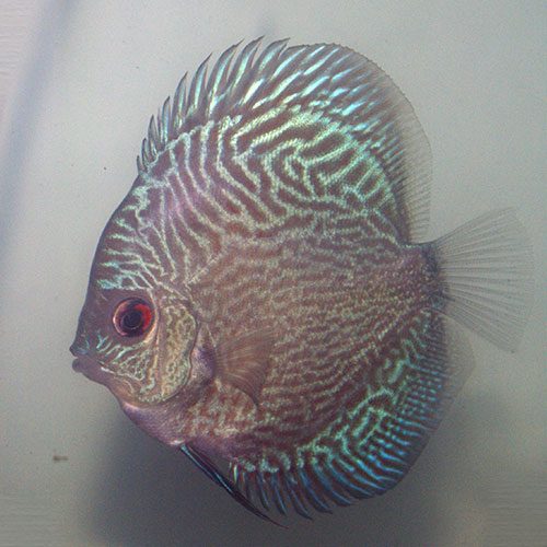 Blue-Snakeskin-at-wattley-discus