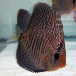 Blue-Snakeskin-wattley-discus