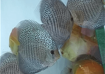 High Body Blue Snakeskin at wattley discus