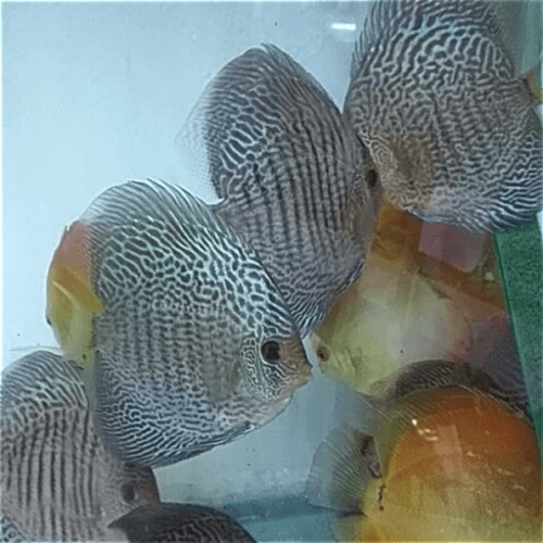 High Body Blue Snakeskin at wattley discus