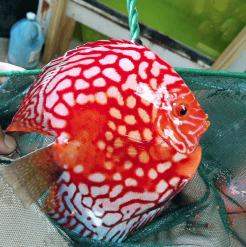 High Body Rafflesias by wattley discus