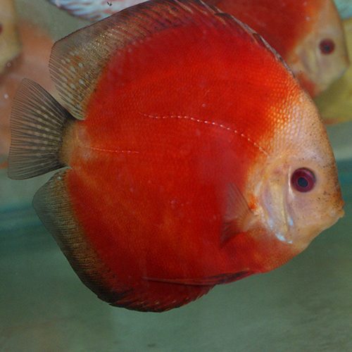 Red-Melon-wattley-discus