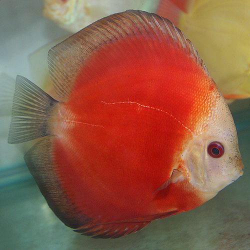 Red-Melon-wattley-discus