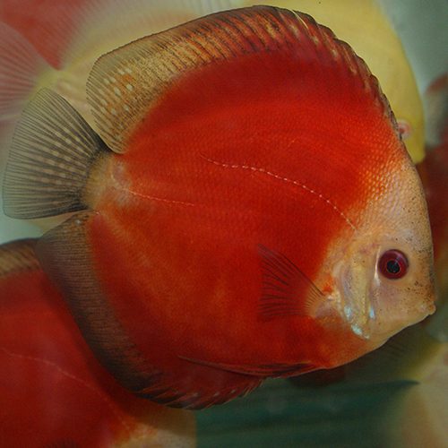 Red-Melon-wattley-discus