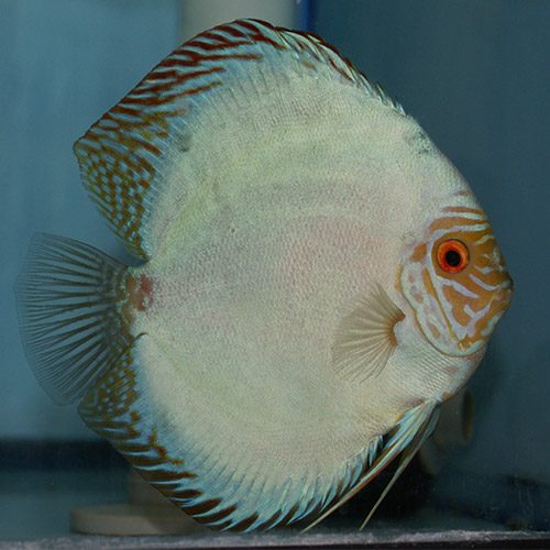 solid-blue-panda-at-wattley-discus