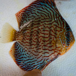 Striated-Red-wattley-discus