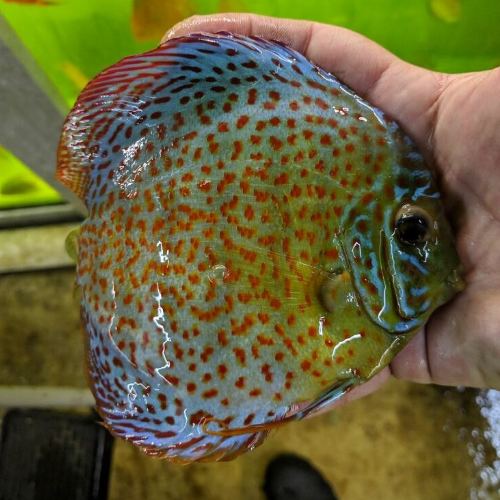 Leopard Discus Fish Wattley Discus