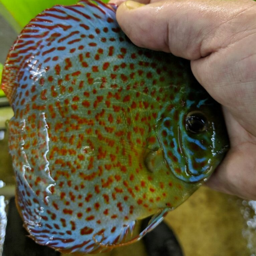 Leopard Discus Jack Wattley Discus