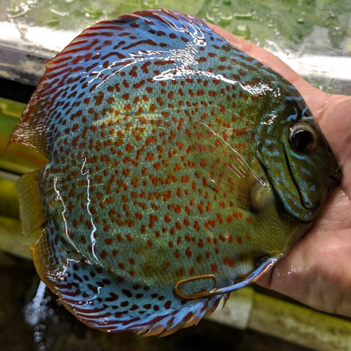 Leopard Discus Fish Jack Wattley Discus