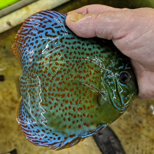 Leopard Discus Fish Jack Wattley