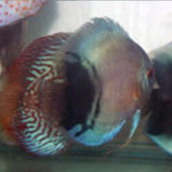 black-and-blue-diamond-wattley-discus