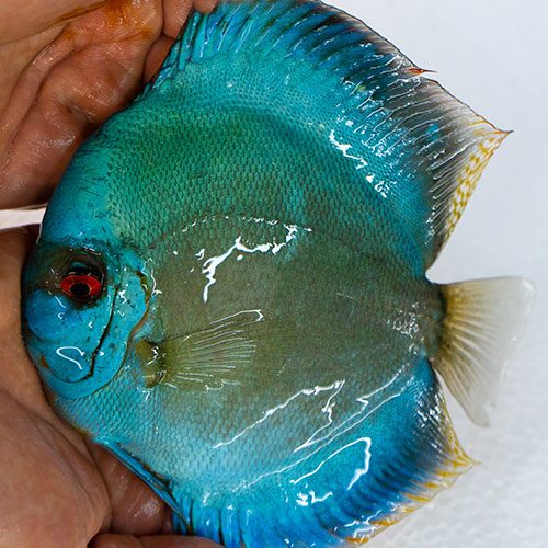 blue-diamond-at-wattley-discus