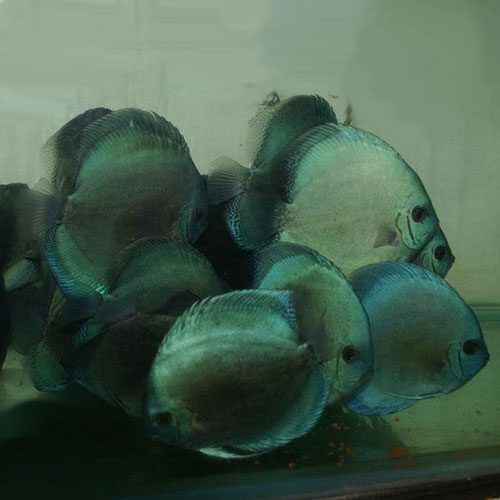 blue-diamonds-wattley-discus