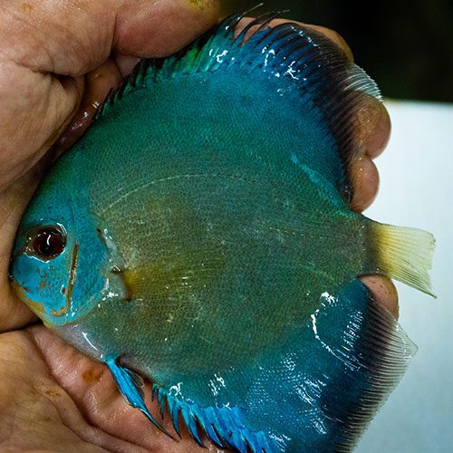 cobalt-blue-wattley-discus