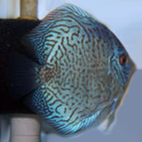 coerulea-wattley-discus