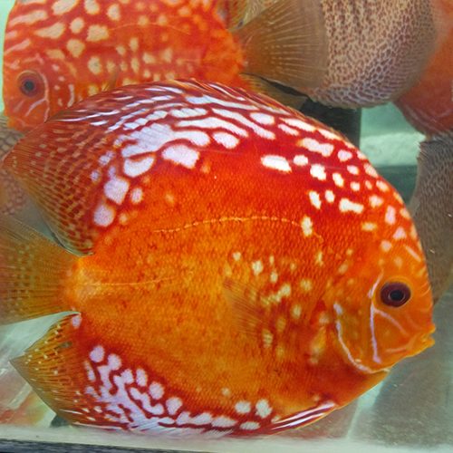 high-body-reflesia-by-wattley-discus