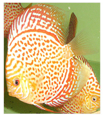 Albino-Yello-Leopard-at--jack-wattley-discus