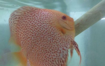 Video Eye Candy: Albino Yellow Leopards Battling For spawning room