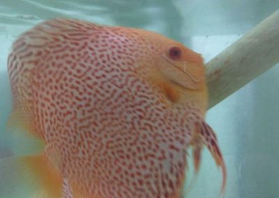 Albino yellow leopards battling for spawning room at wattley discus