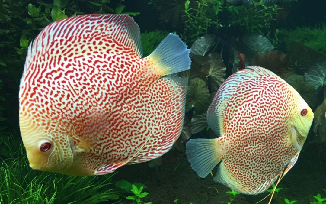 Albino Leopards by wattley discus