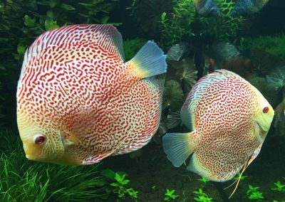 Albino Leopards by wattley discus