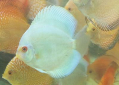 mixed colors at wattley discus