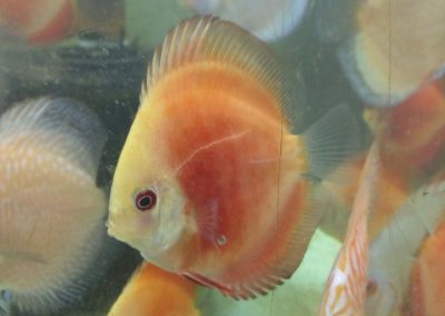 various colors at wattley discus