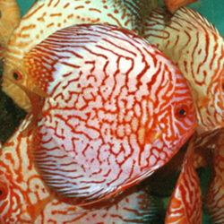 checkered-blue-panda-at-wattley-discus