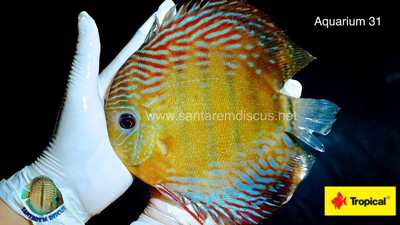 Santarem-Discus-Facebook-Catalog-at-wattley-discus