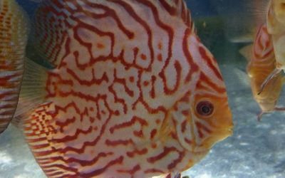 How To Get Discus To Breed