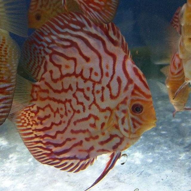 breeding discus at wattley discus