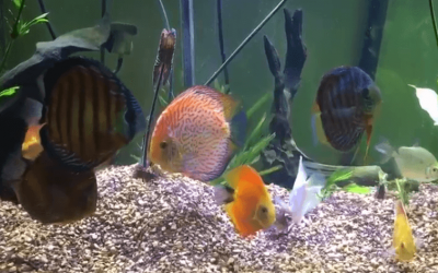 Mixing Wild Discus With Hybrids