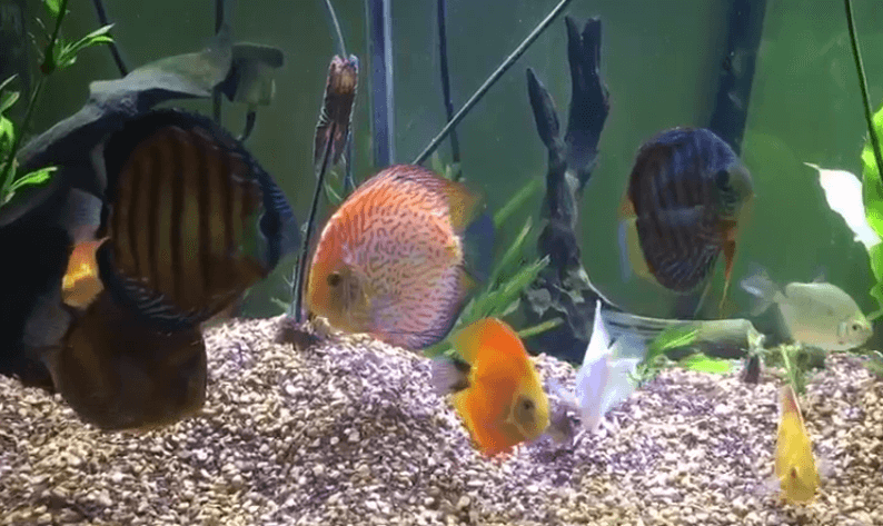 mixing wild discus with hybrids at wattley discus