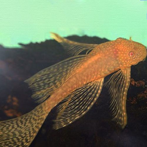 Albino-Bushynose-Pleco-at-wattley-discus