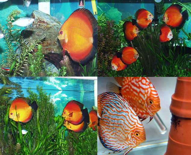 pigeon-blood-discus-has-spots-at-wattley-discus