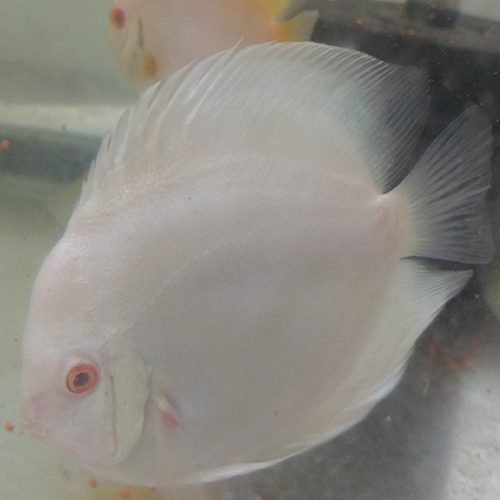 albino-blue-diamond-feeding-at-wattley-discus