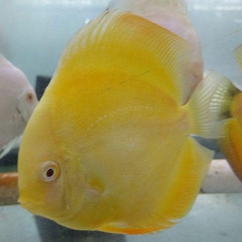 albino-yellow-crystal-at-hatchery-at-wattley-discus