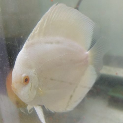 fat-albino-blue-diamond-at-wattley-discus