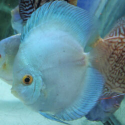 high-body-blue-diamond-by-wattley-discus