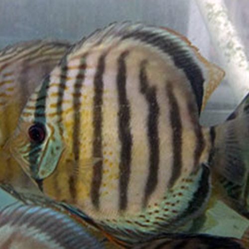 wild-discus-tefe-green-wattley-discus