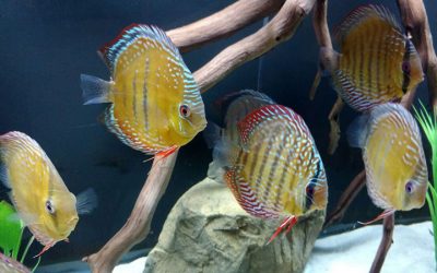 Wild Discus in a 180 Client Tank