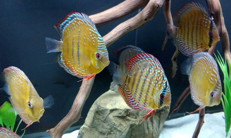 Wild Discus in a 180 Client Tank