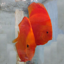 Discus Breeding Pairs