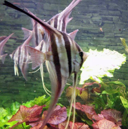 Large Atapabo Altums 10-12 Inches at wattley discus