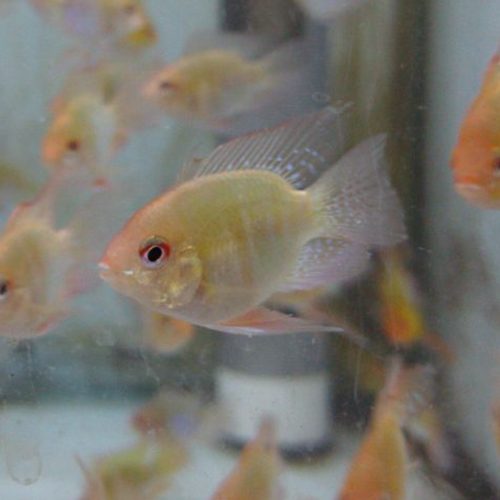 golden-rams-bubble rams-at-wattley-discus