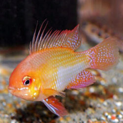 golden-rams-wattley-discus